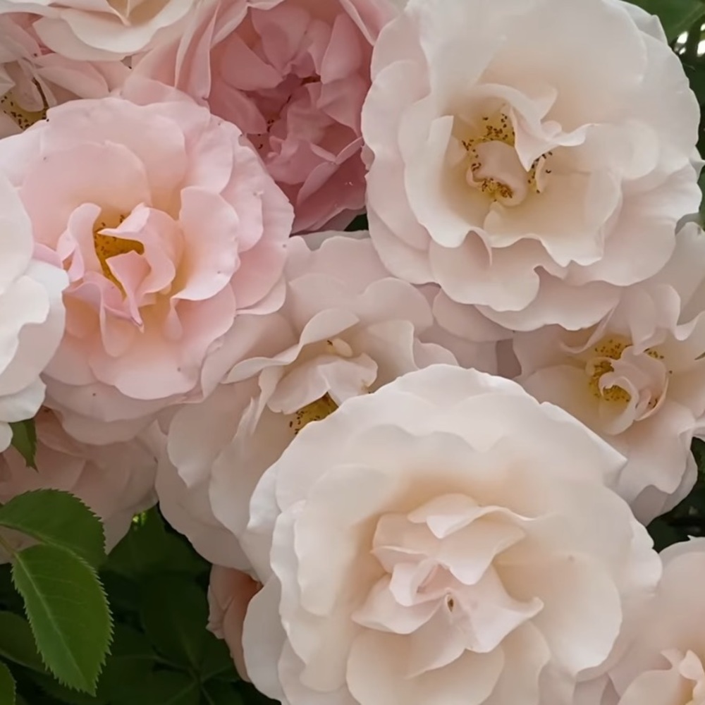 Meet your Posher, Rose